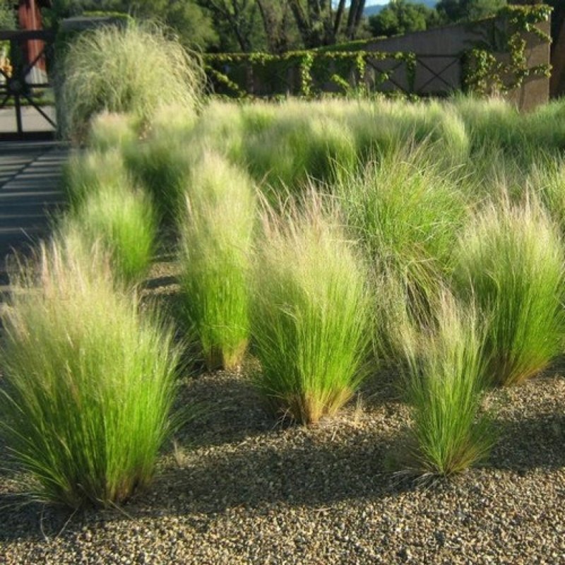 Nassella tenuissima