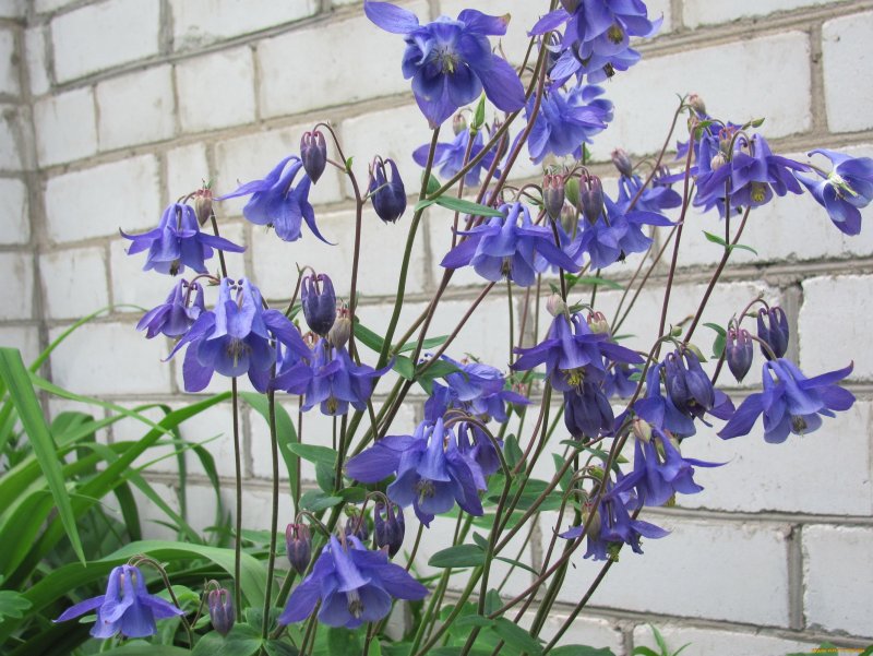 Аквилегия Альпийская (Aquilegia Alpina).