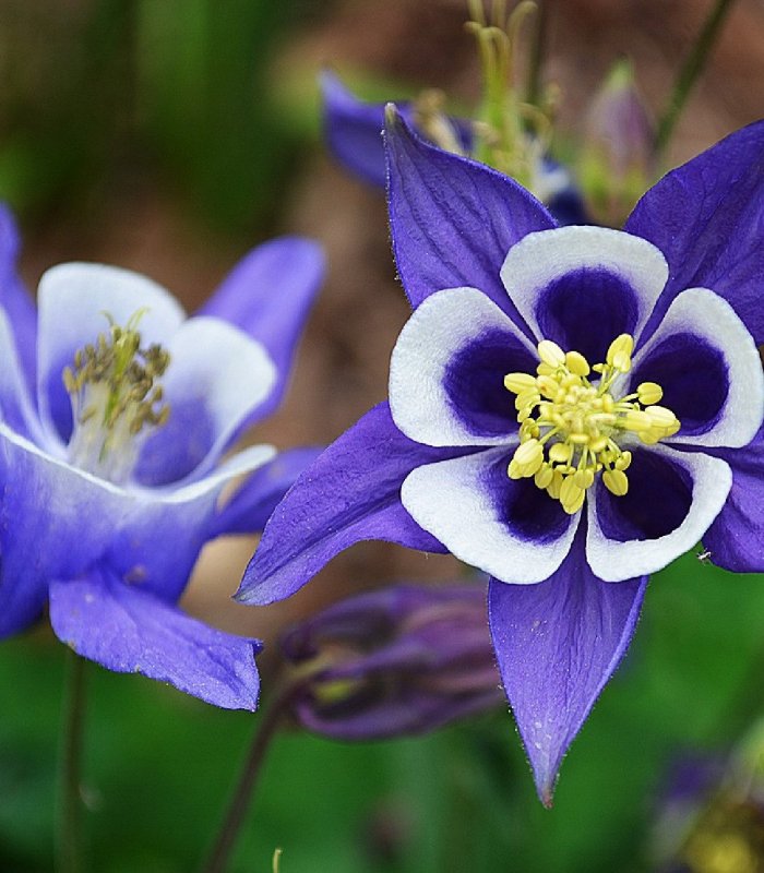 Аквилегия гибридная (Aquilegia x hybrida)
