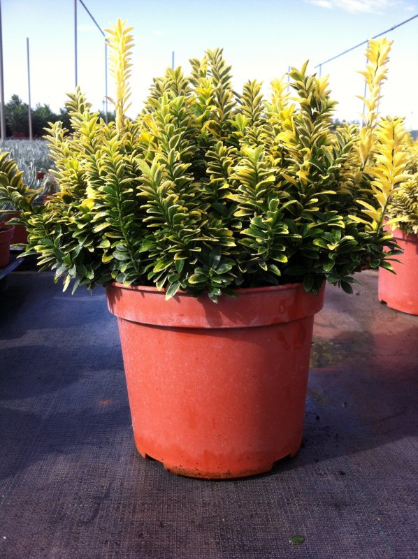 Бересклет Euonymus fortunei Greenspire