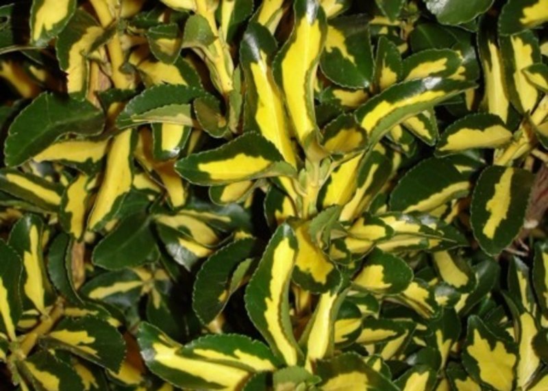 Elegantissimus aureus