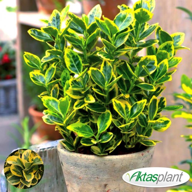 Euonymus japonica Aurea
