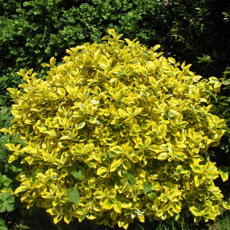 Euonymus japonicus aureus