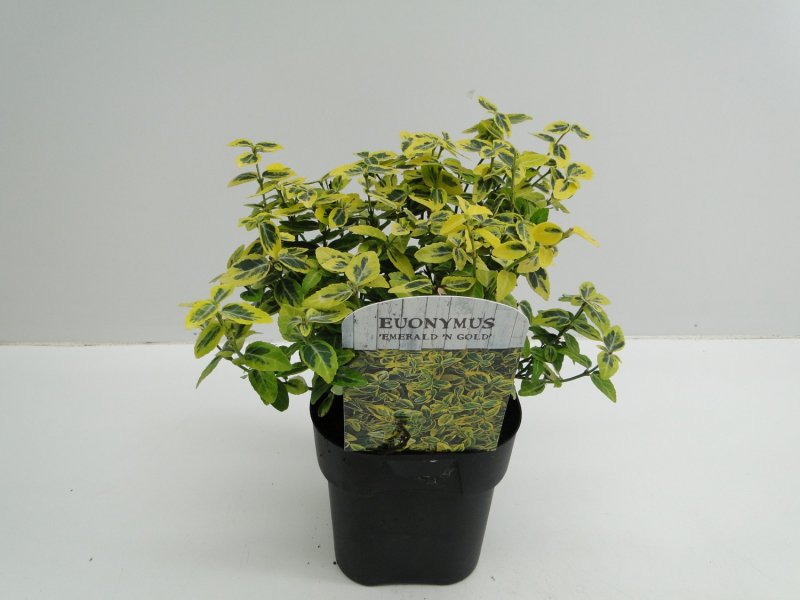 Euonymus japonicus aureus