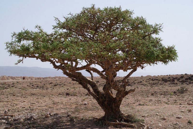 Boswellia neglecta