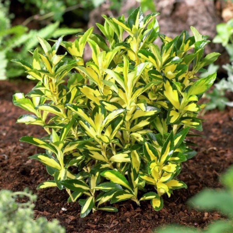 Japonicus ‘Bravo’