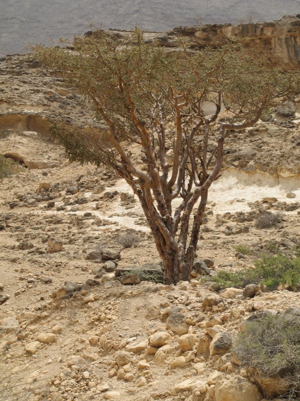 Boswellia Алжир