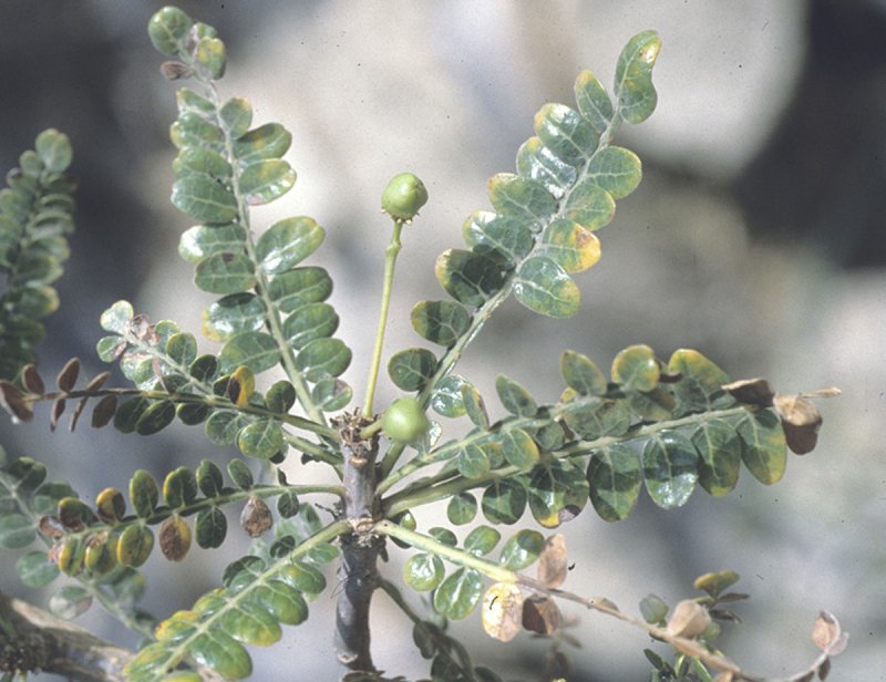 Boswellia socotrana
