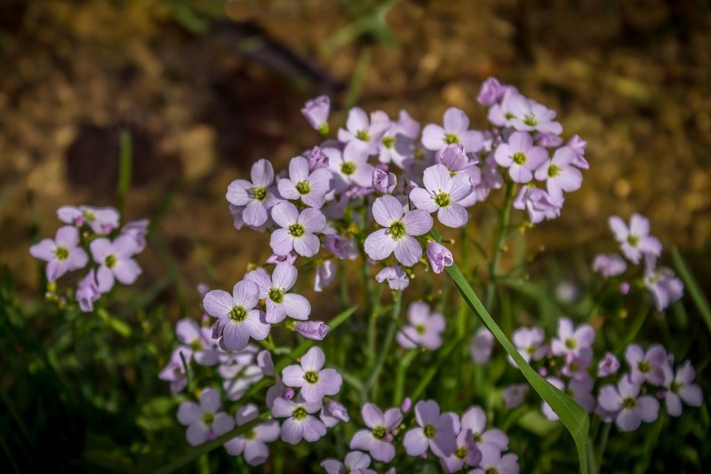Сердечник Луговой – Cardamine pratensis l.