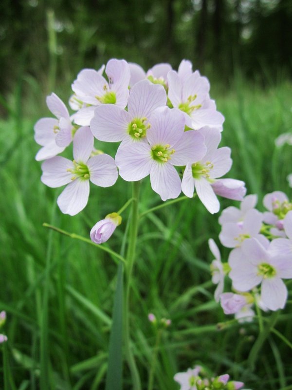 Сердечник Cardamine pratensis