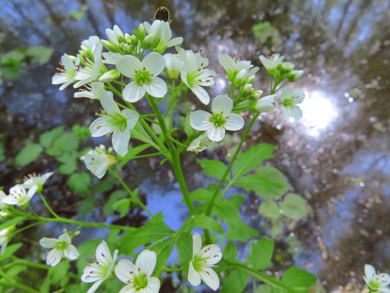 Cardamine pratensis