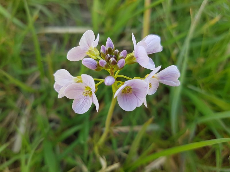 Сердечник Cardamine
