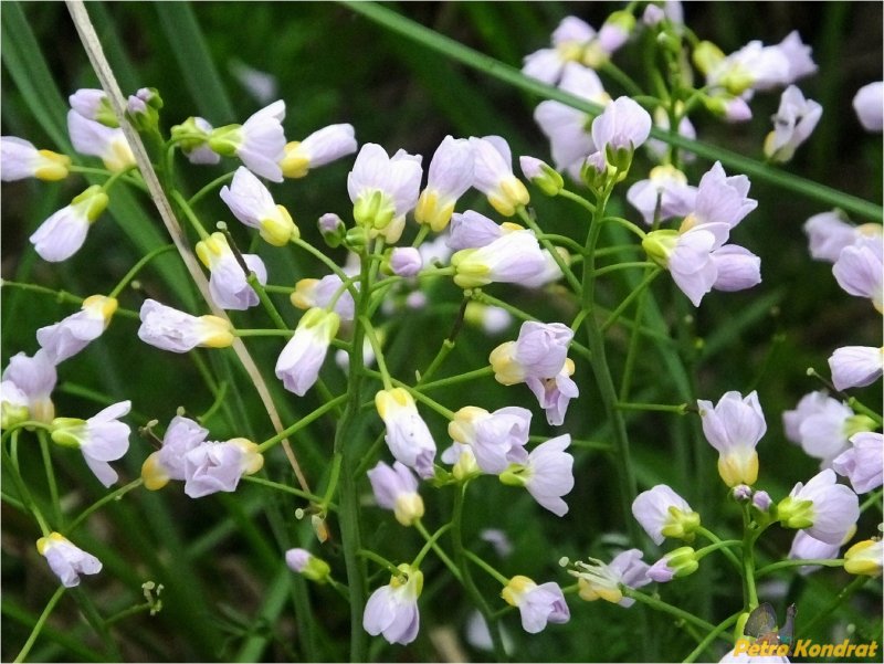 Сердечник Луговой Cardamine pratensis