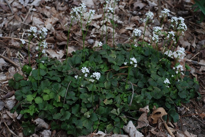 Cardamine pratensis
