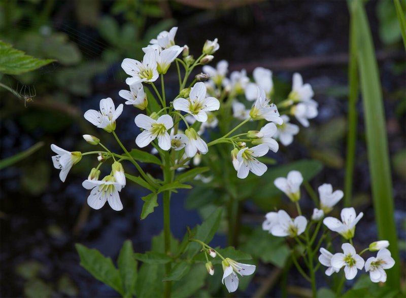 Cardamine pratensis