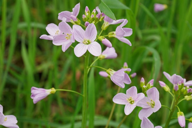 Cardamine pratensis