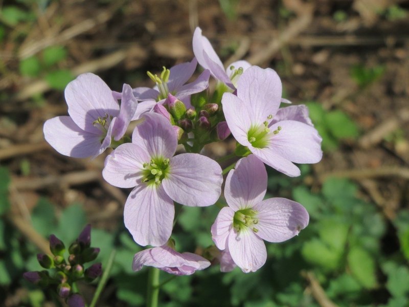 Сердечник Cardamine pratensis