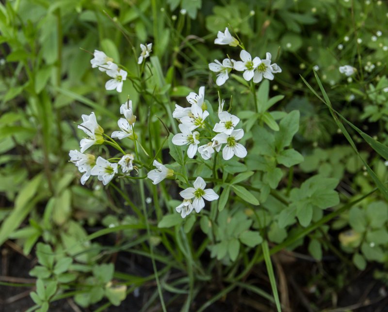 Brassicaceae опыление