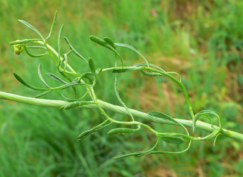 Cardamine pratensis Flore pleno