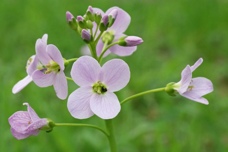 Сердечник Луговой Cardamine pratensis