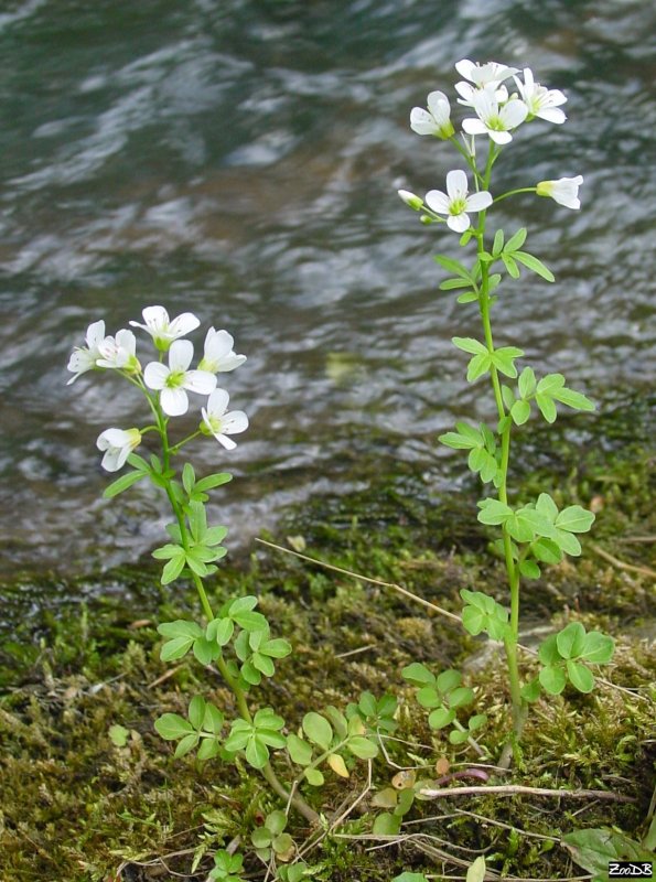 Cardamine hirsuta