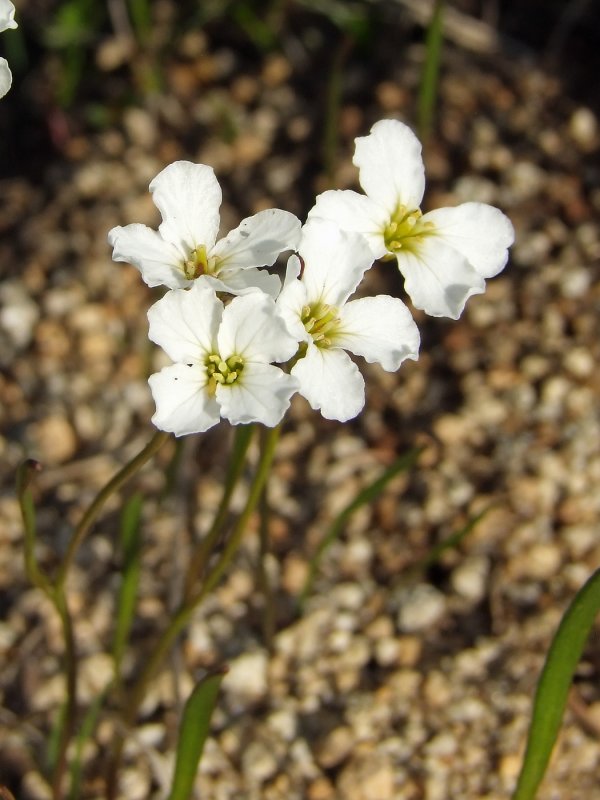 Cardamine Amara l.