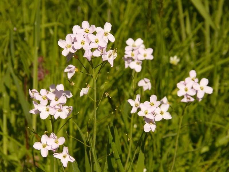 Cardamine pratensis