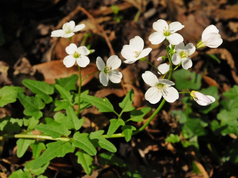 Сердечник Луговой Cardamine pratensis