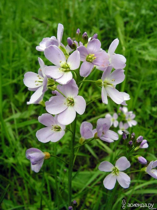 Cardamine pratensis