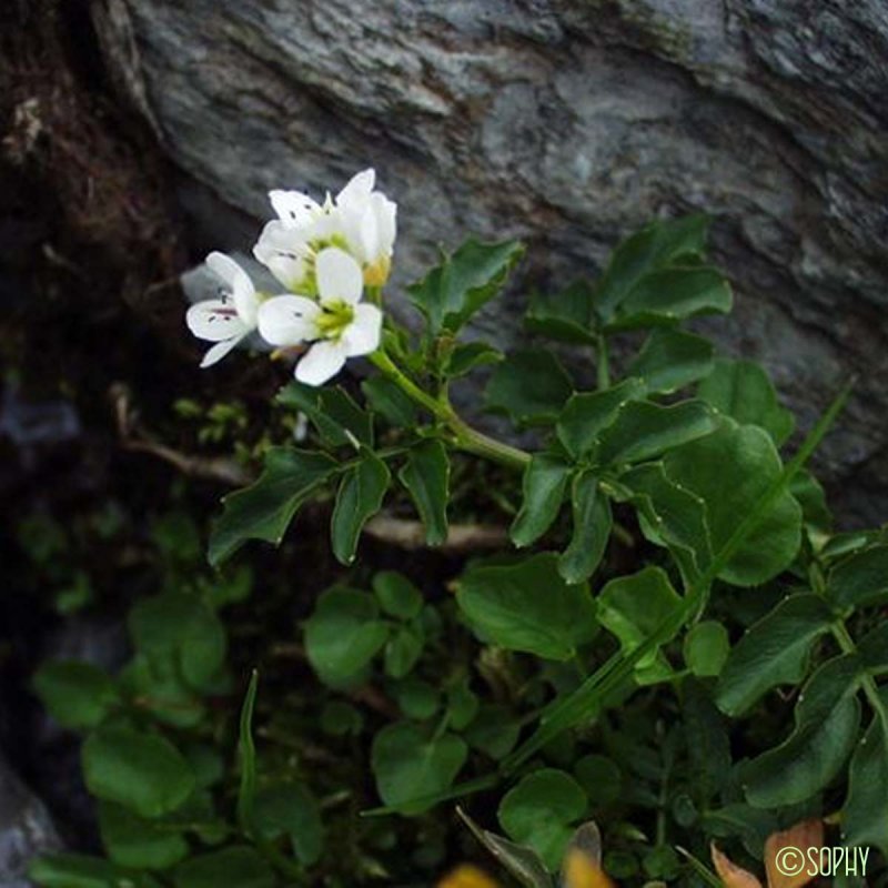Cardamine hirsuta