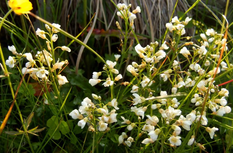 Cardamine pratensis l