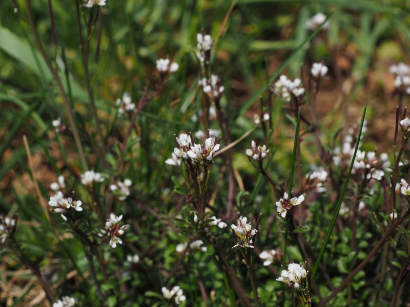 Cardamine Amara l.