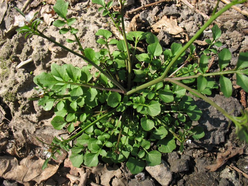 Cardamine leucantha