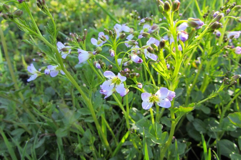 Cardamine corymbosa