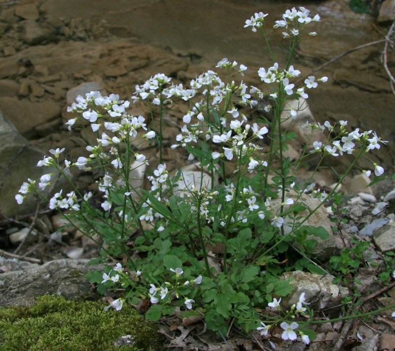 Cardamine pratensis l