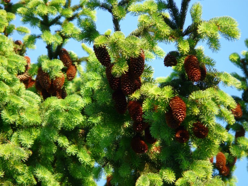 Picea Abies four Winds