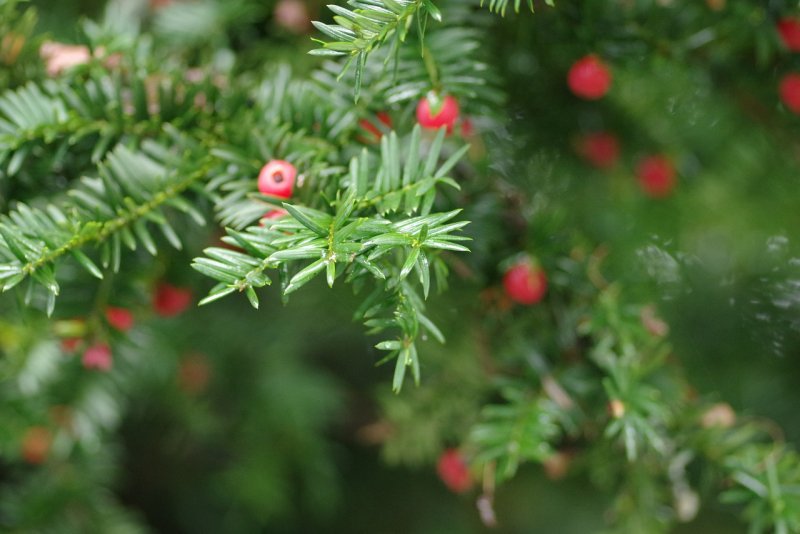 Pines Christmas foto