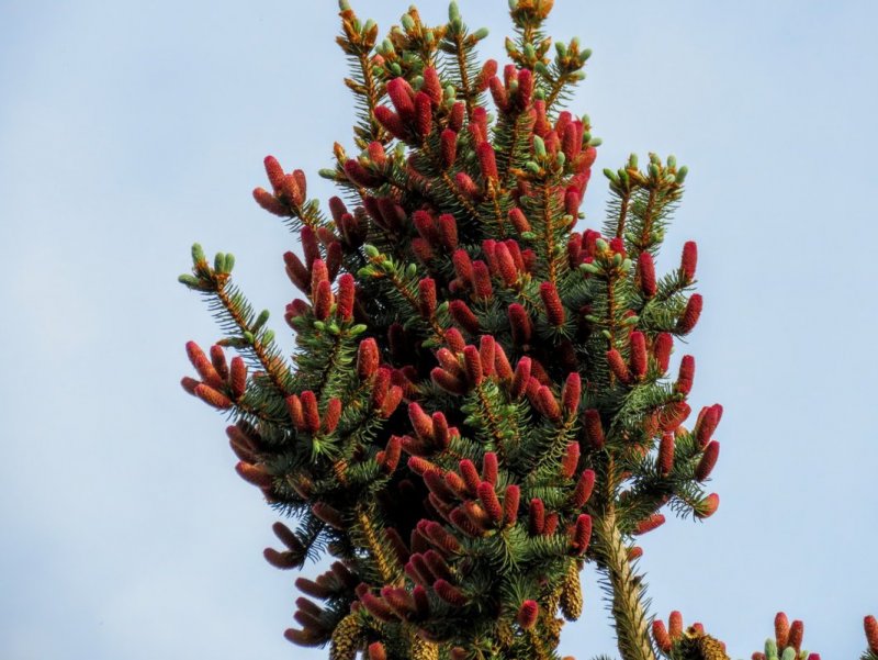 Picea Abies Rubraspicata