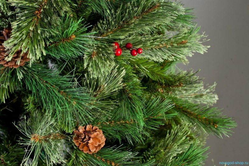 Triumph Tree ель Боярская 2.3