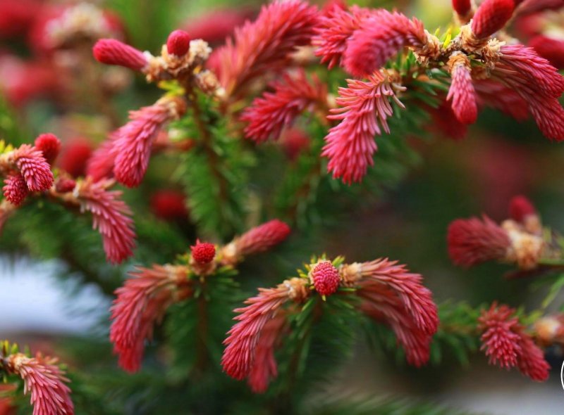 Ель Picea Abies Rydal