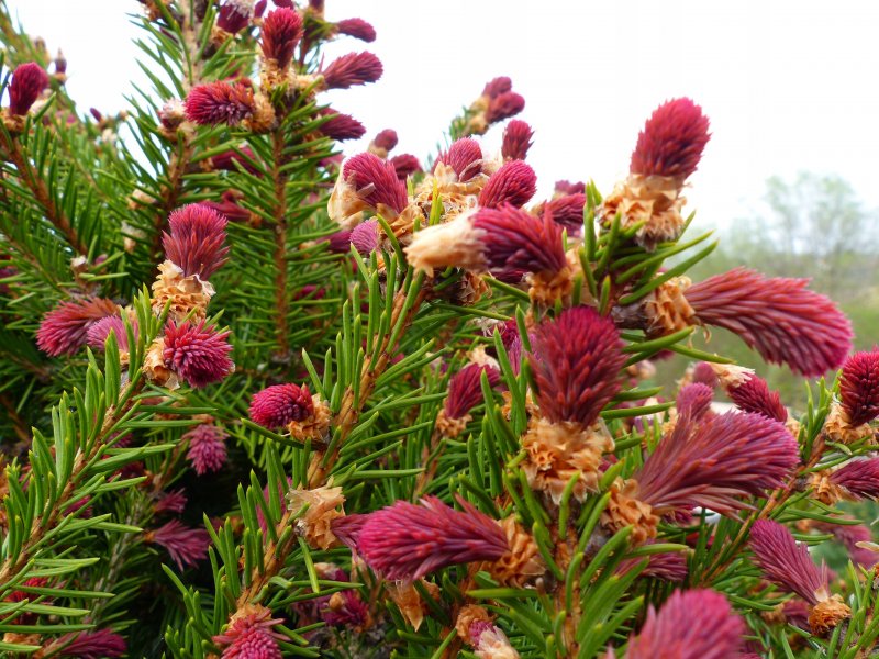 Picea Abies 'cruenta'