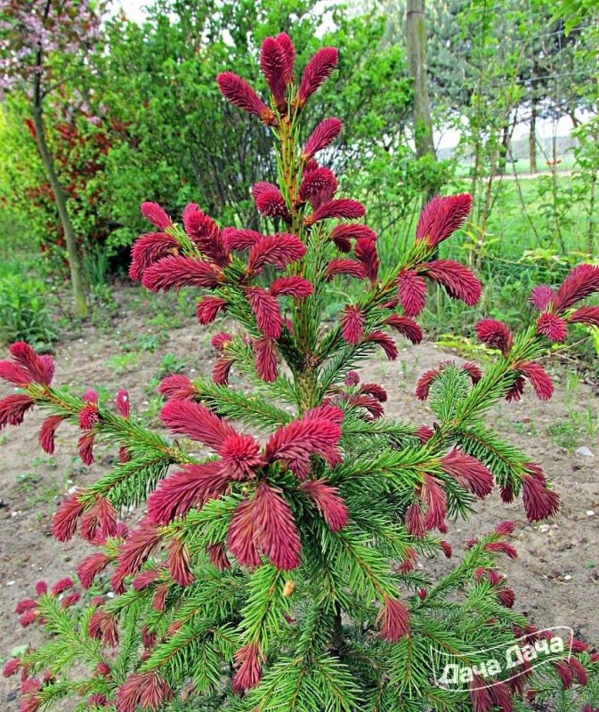 Ель обыкновенная Picea Abies 'Rydal'