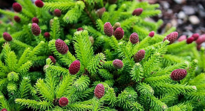 Picea Abies (ель обыкновенная) 'Pusch'