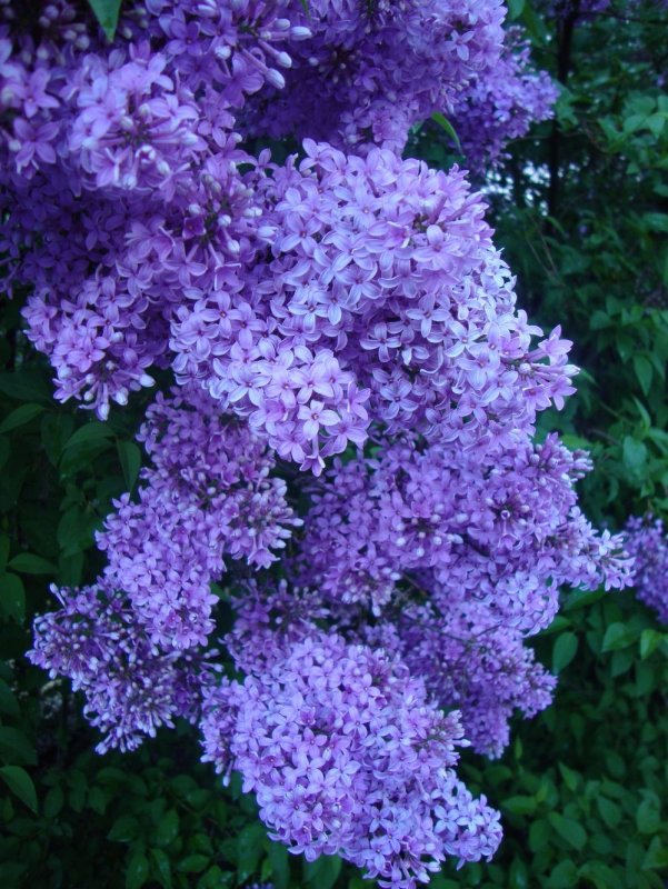 Сирень Белисент