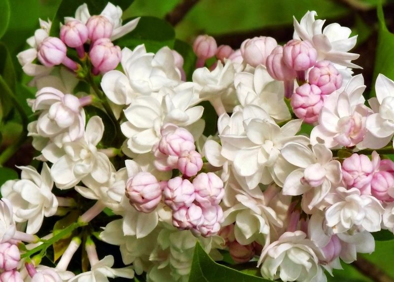 Сирень обыкновенная Syringa vulgaris "Beauty of Moscow"