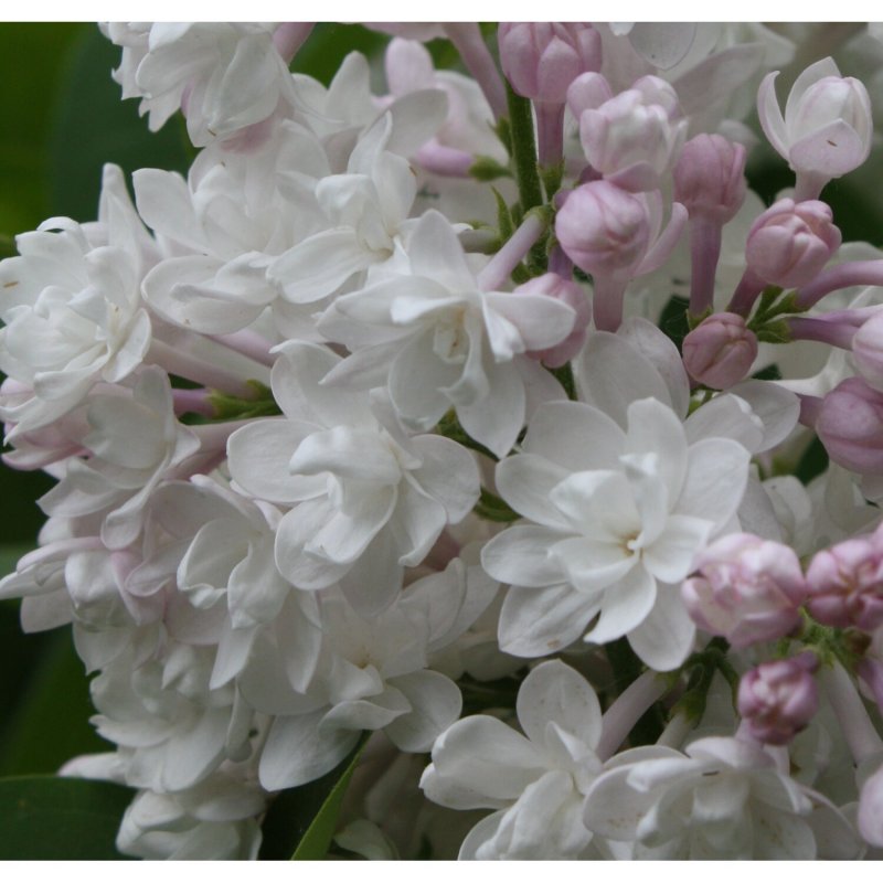 Syringa vulgaris Beauty of Moscow сирень обыкновенная красавица Москвы