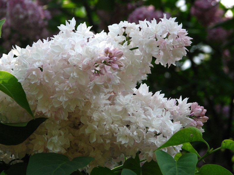 Syringa vulgaris красавица Москвы