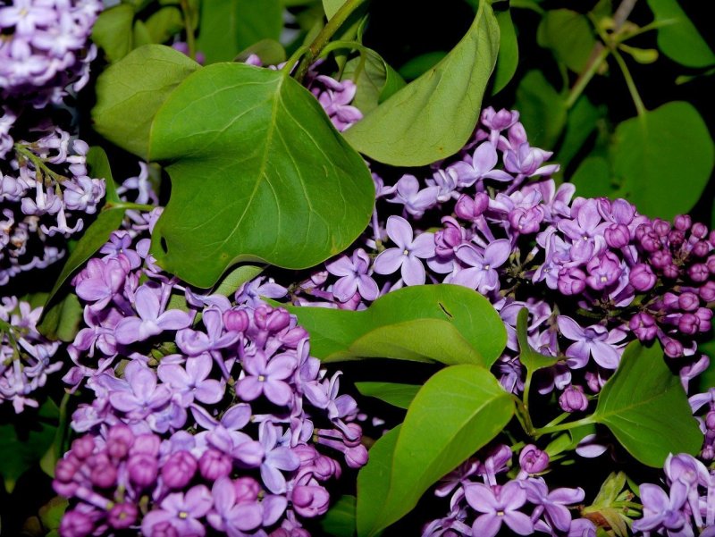 Сирень Знамя Ленина
