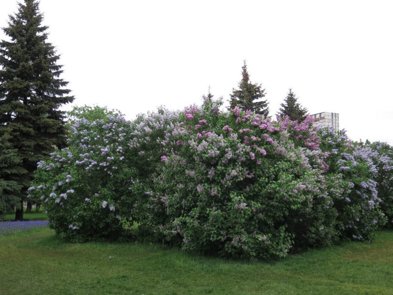 Сирень Московская красавица куст