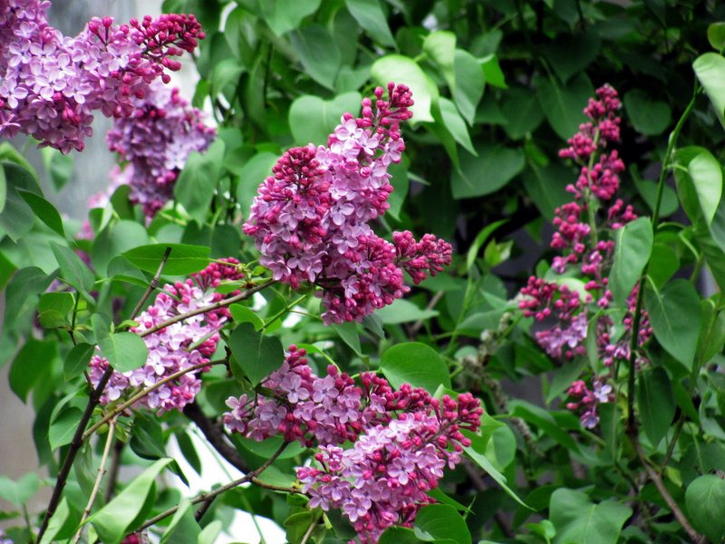 Персидская сирень Syringa persica Nibra